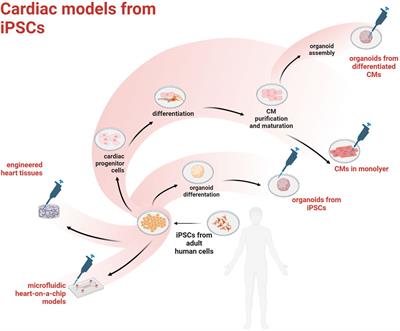 Induced pluripotent stem cell-based models: Are we ready for that heart in a dish?